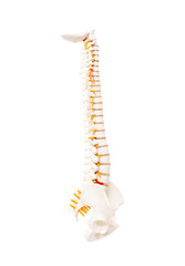 Mock up human spine on a white background. The concept of segments and divisions of the spine, the structure and anatomy of the bone marrow, nerves and vertebrae, Isolate