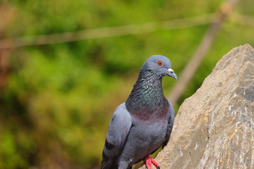 Obraz premium pigeon dove on the rock