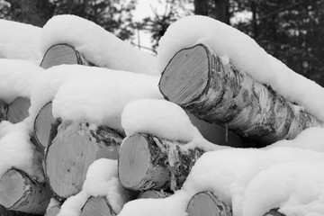 Snow on top of stacked trees