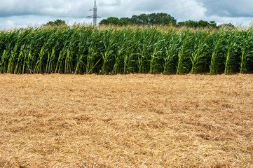 experimental, demo sowing field, corn plantation corn cultivation in the countryside