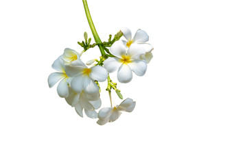White plumeria flowers. Plumeria flowers isolated with work path on white background