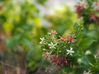 Rangoon Creeper, Chinese honey Suckle, Drunen sailor, Combretum indicum DeFilipps name pink and white flower blooming in garden on blurred of nature background
