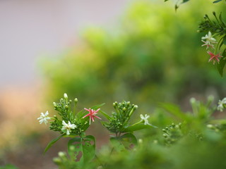 Rangoon Creeper, Chinese honey Suckle, Drunen sailor, Combretum indicum DeFilipps name pink and white flower blooming in garden on blurred of nature background