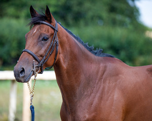 Fototapeta premium Thoroughbred racehorse