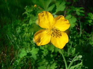 Yellow flowers on a green background