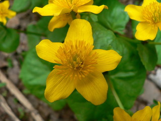 Yellow flowers on a green background