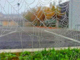 small round drops of dew lingering on the cobweb, close-up