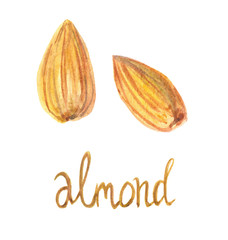 watercolor illustration, almonds, nuts, food, vegan