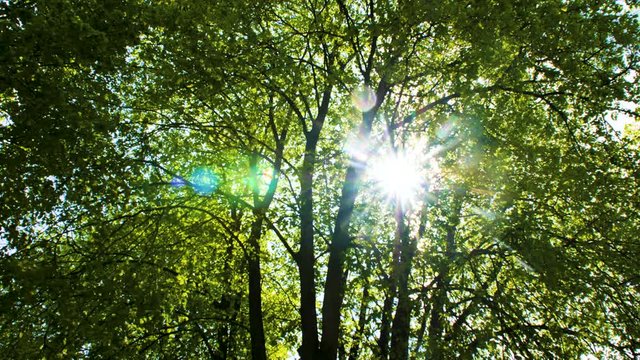 Rays of sun through green tree