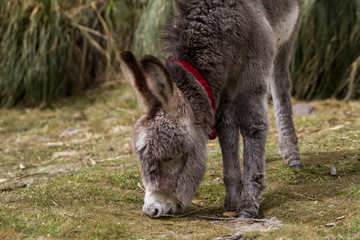 young donkey free in a Colca Canyon park