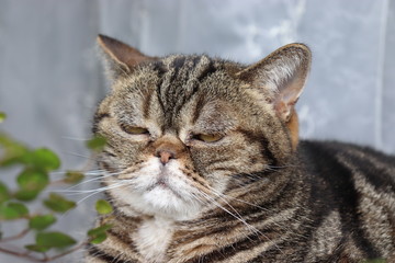 ワイヤープランツをにらむ猫アメリカンショートヘア