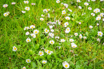 A patch of common daisy flowers Bellis perenis, with white and yellow flowers against green background © Starsphinx