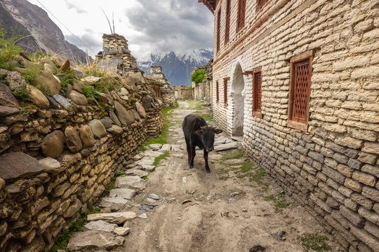 A black dzo on a narrow lane between old, traditional wood and stone houses and an ancient Buddhist prayer wall with the backdrop of dramatic Himalayan mountains in the village of Tukuche in Nepal. 