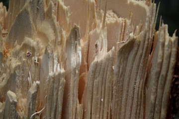 The storm felled a tree