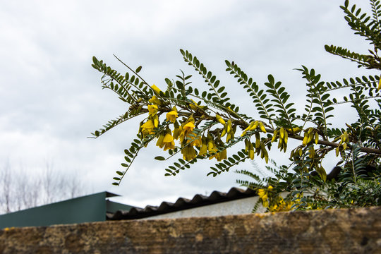 A branch of a Large Leave Kowhai plant  Sophora tetraptera, showing leaves and yellow flowers in spring UK