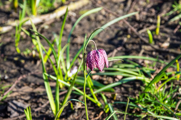 Top stem and flower of a  purple snakes head fritillary flower, Fritillaria meleagris, in sunlight against blurred background
