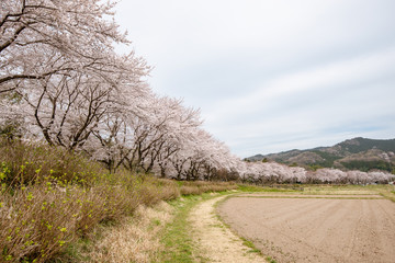 巾着田の桜 埼玉県日高市
