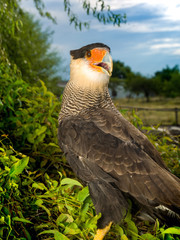 The southern crested caracara (Caracara plancus), is a bird of prey in the family Falconidae.