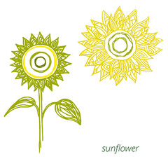 Two vector sunflowers in skeching style