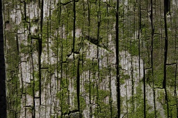 Fototapeta premium texture old wooden boards covered with green moss