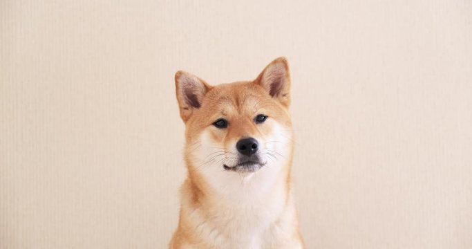 Portrait of a japanese dog. A cute shiba inu dog is looking at the camera. 