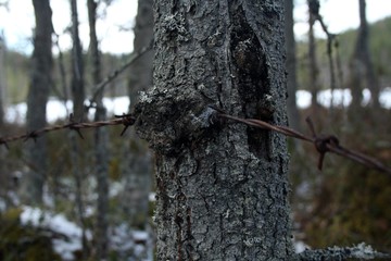 Barbed wire inside a tree