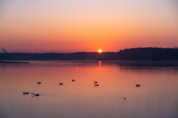 Obraz na płótnie Canvas Morning sunrise at the lake with birds and floating swans