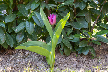 Tulpe im Garten