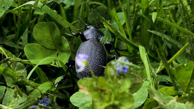 The beetle is walking on grass