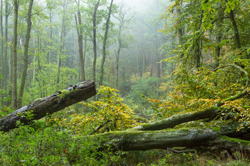 Wald auf Rügen