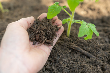 Bepflanzung - Gartenarbeit