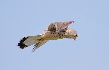  Common Kestrel in flight, Falco tinnunculus