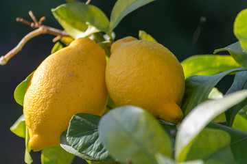 Zitronen am Baum - Citrus Früchte