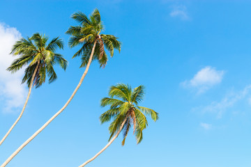 Fototapeta na wymiar Three green palm trees on clean blue sky background
