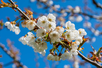 Cherry Blüten im Frühling