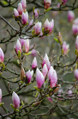 Magnolia flowers blooming on the tree branches