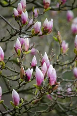 Foto op Canvas Magnolia flowers blooming on the tree branches © Oksana Mamba