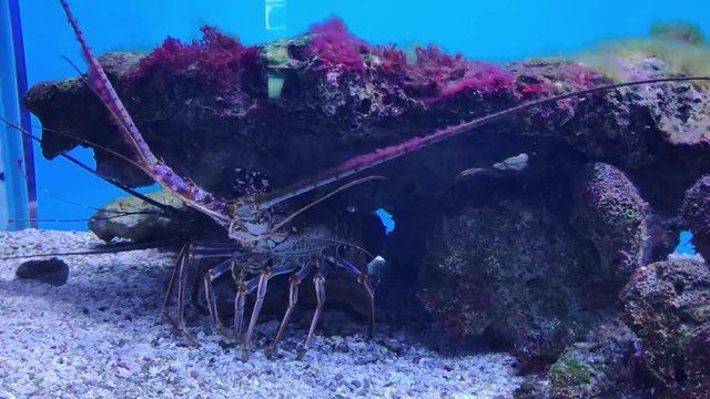 Aquarium tropical poisson eaux chaudes mer langouste
