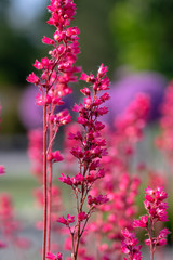 Heuchera sanguinea beautiful ornamental spring flowering plant, bright red flower in bloom