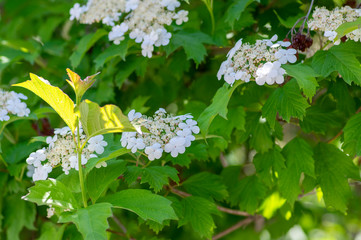 Viburnum plicatum flowering spring white flowers, beautiful ornamental Japanese snowball shrub in bloom, green fresh leaves