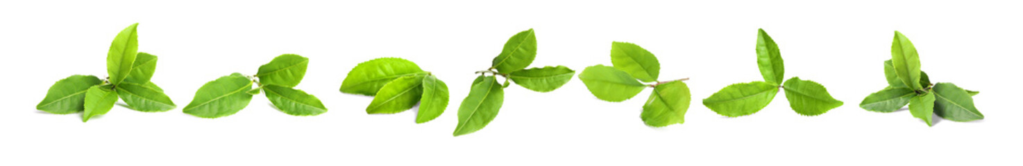 Set of fresh green tea leaves on white background. Banner design