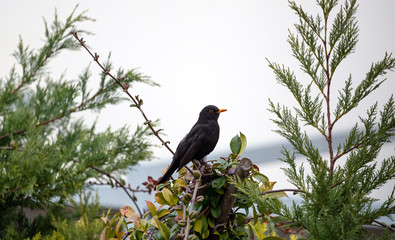 Βlackbird on tree branch. cloudy sky background.
