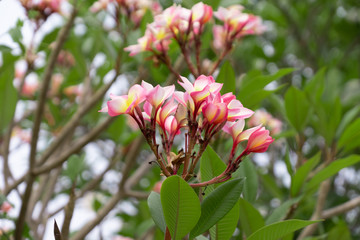 Beautiful plumeria flowers, pink and yellow
