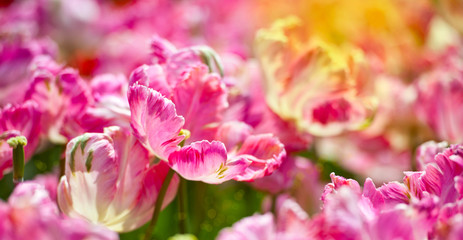 Fototapeta na wymiar Banner. In Full Bloom. Tulips in garden in sunny day. Spring flowers. Gardening.