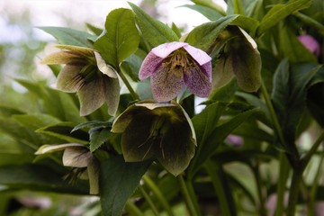 close up of a flower