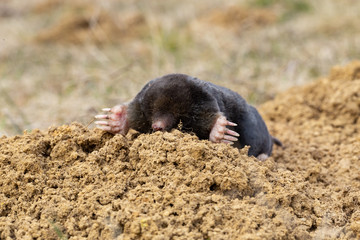 The European mole (Talpa europaea) is a mammal of the order Eulipotyphla. European mole (Talpa europaea) in the natural biotope.
