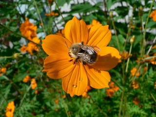 Bee on an orange flower