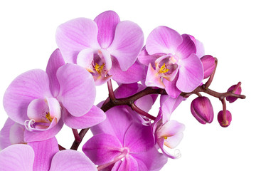 Fototapeta na wymiar pink flower phalaenopsis orchid isolated on white background