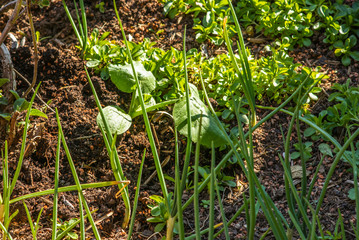 Planting squash and salad plants in the garden in the early spring