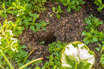 Planting squash and salad plants in the garden in the early spring